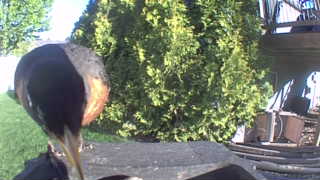 dark-eyed junco (oregon type)