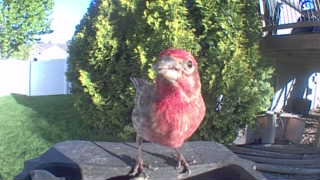purple finch