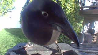 common grackle