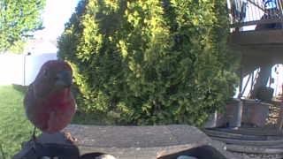purple finch
