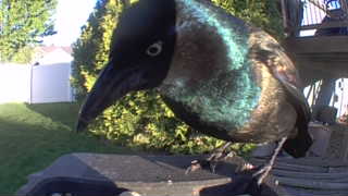 common grackle