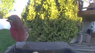 house finch