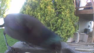 common grackle