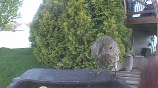 song sparrow