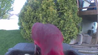 purple finch