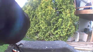 common grackle
