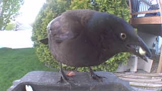 common grackle