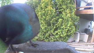common grackle
