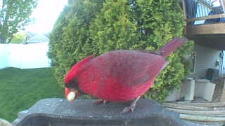northern cardinal