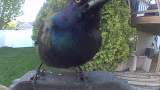 common grackle