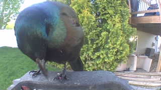 common grackle