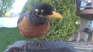 american robin