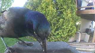 common grackle