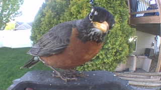 american robin