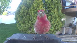 purple finch