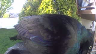 common grackle