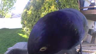 common grackle