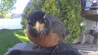 american robin