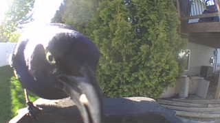 common grackle