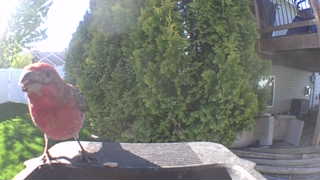 purple finch