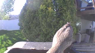 house sparrow