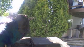 rock pigeon