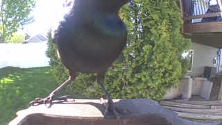 common grackle