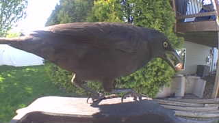 common grackle