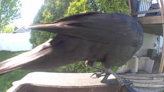 common grackle