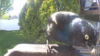 common grackle