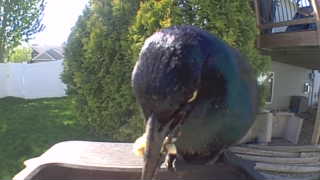mallard