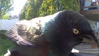 common grackle