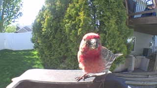 purple finch