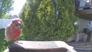 house finch