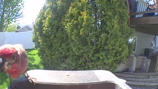 Unidentified clip