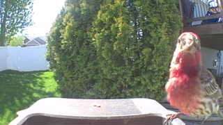 purple finch