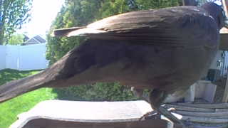 american robin