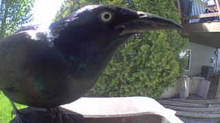 common grackle