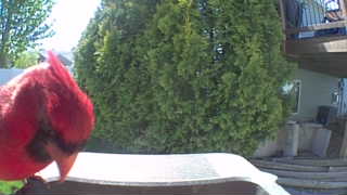 northern cardinal
