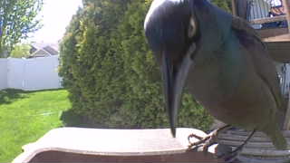 common grackle