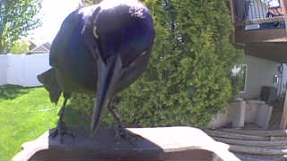 common grackle