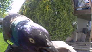 european starling