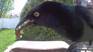 common grackle