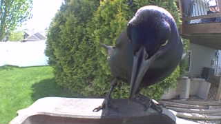 common grackle
