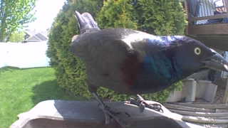 common grackle