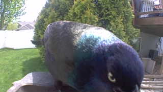 common grackle