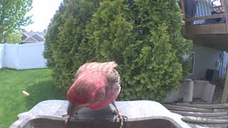 house finch