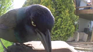 common grackle