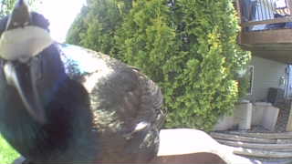 european starling