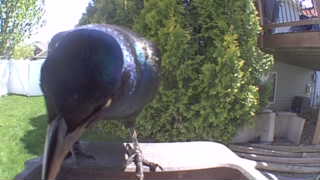 american crow
